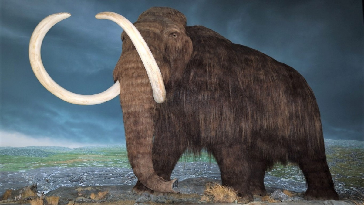 Nové technologie mohou oživit mamuty i blbouny nejapné, dinosauři však mají zřejmě smůlu